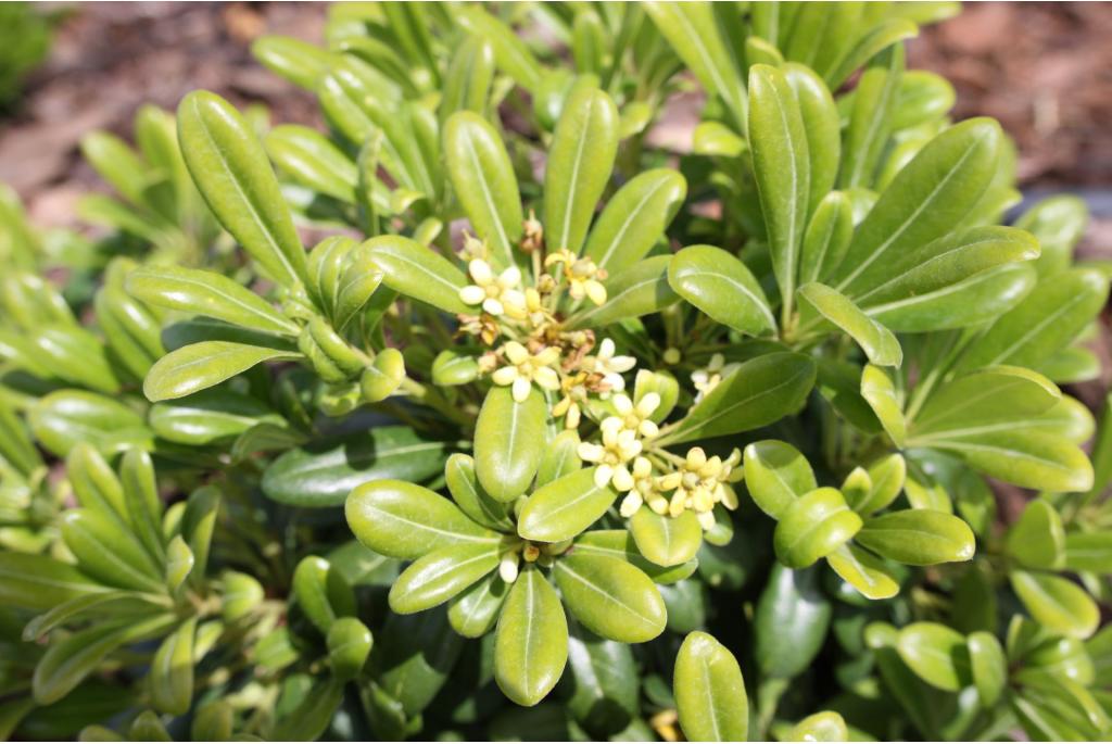 Australische laurier 'Nana'