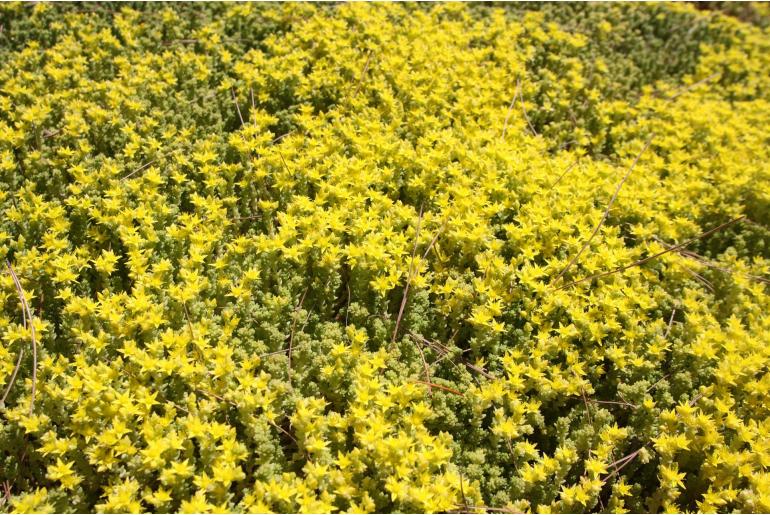 Sedum acre 'Aurea' -466