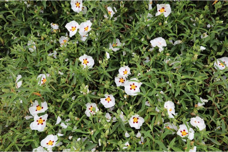 Cistus x purpureus 'Alan Fradd' -470