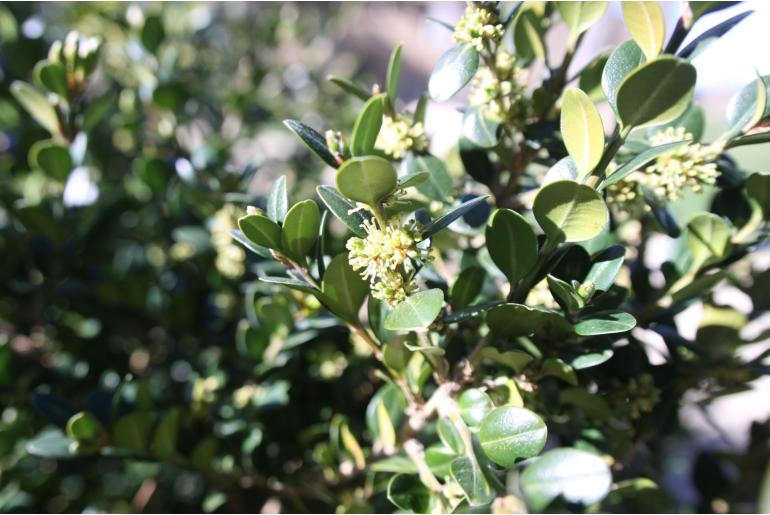 Buxus microphylla 'Faulkner' -474