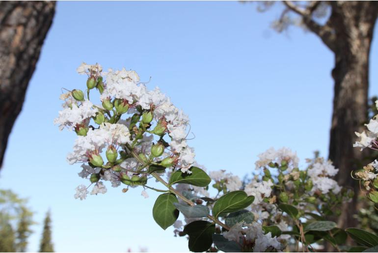 Lagerstroemia indica 'Kimono' -479