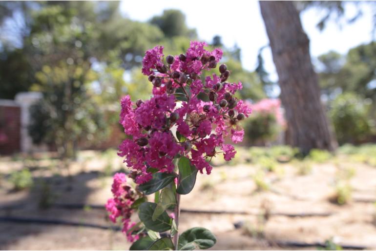 Lagerstroemia indica 'Perigord Pourpre' -480