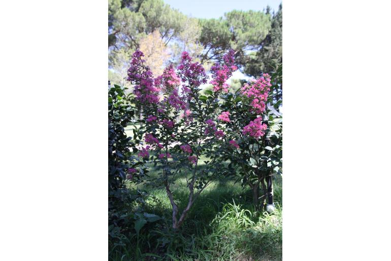 Lagerstroemia indica 'Bergerac' -481