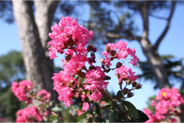 Lagerstroemia indica 'Souvenir d'Andre Desmartis' -484