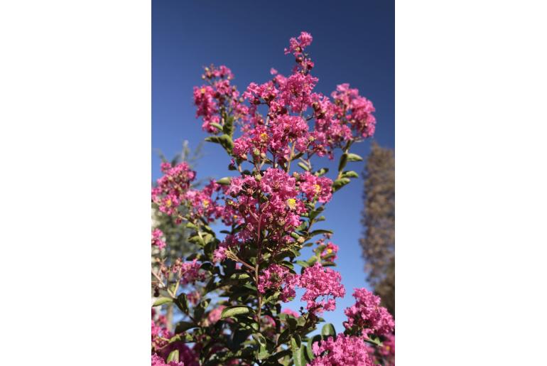 Lagerstroemia indica 'Saint Emilion' -485