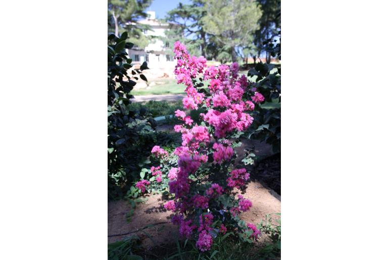 Lagerstroemia indica 'Montbazillac' -486