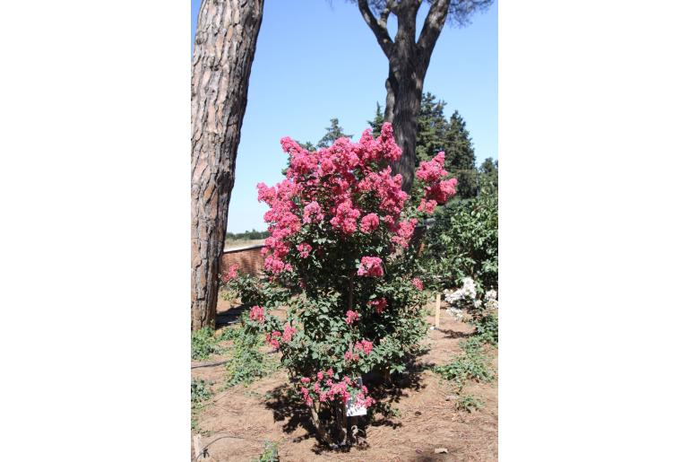 Lagerstroemia indica 'Grand Cru' -487