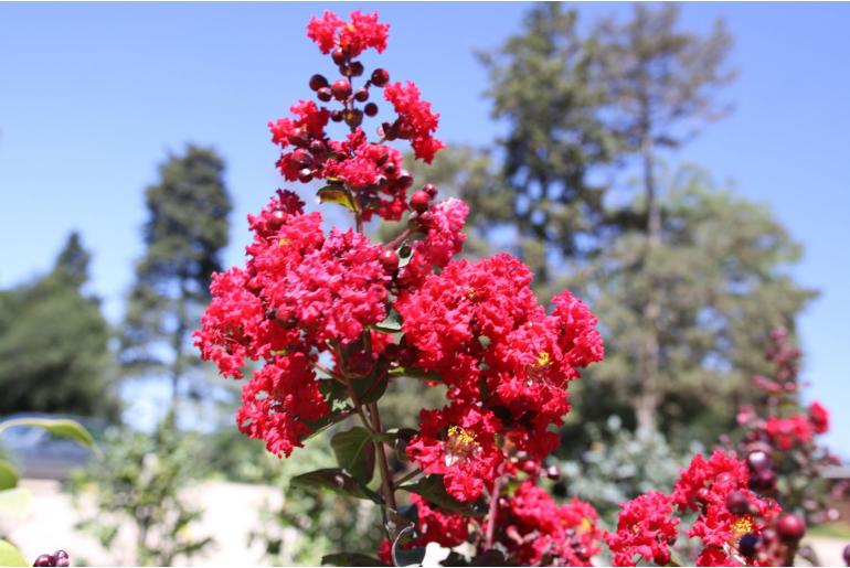 Lagerstroemia indica 'Dynamite' -488