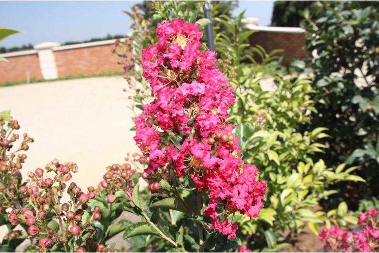 Lagerstroemia indica 'Margaux' -489