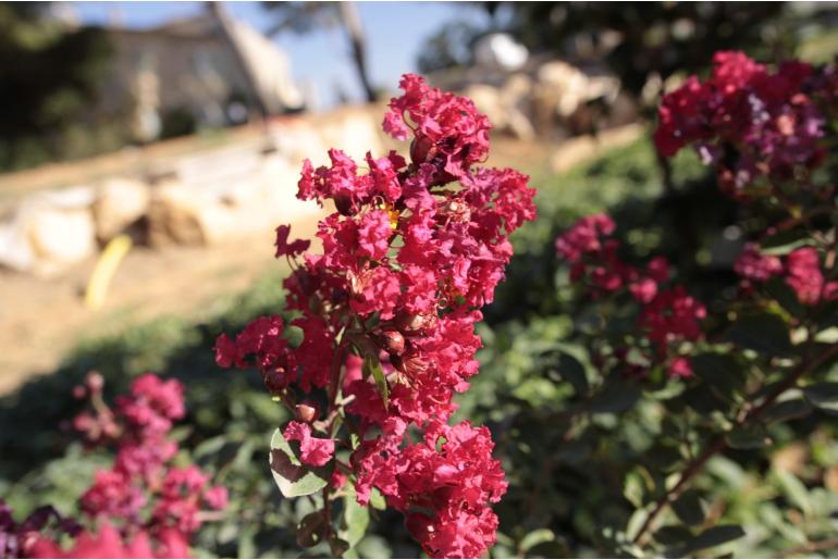 Lagerstroemia indica 'Red Imperator' -490