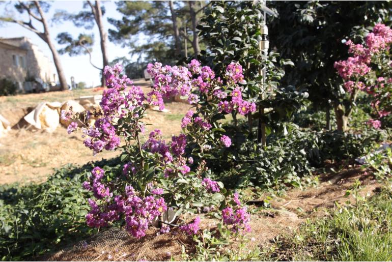 Lagerstroemia indica 'Petit Canaille Mauve' -491