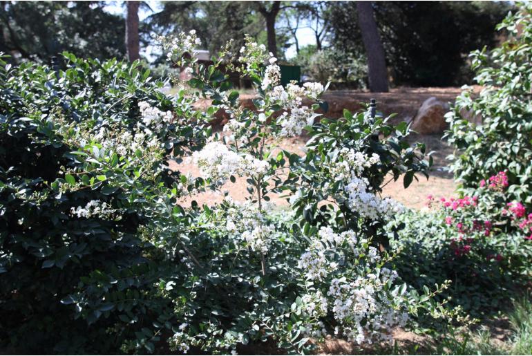 Lagerstroemia indica 'Petit Canaille Blanc' -492