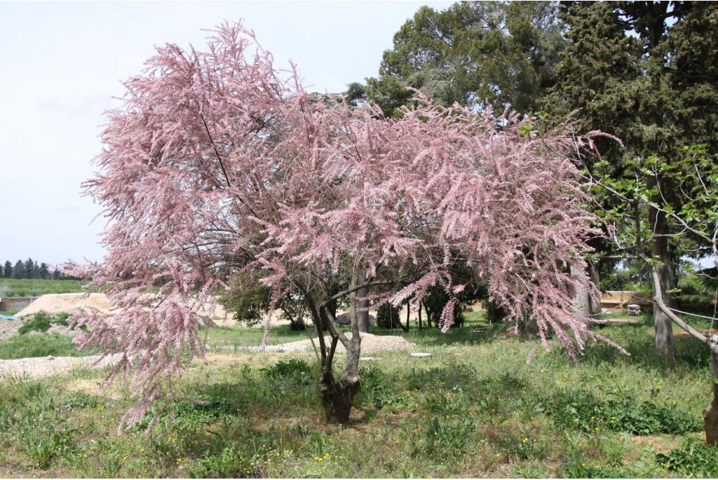 Voorjaar tamarisk