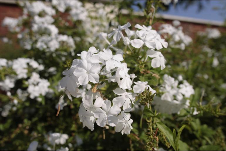 Plumbago capensis 'Alba' -495