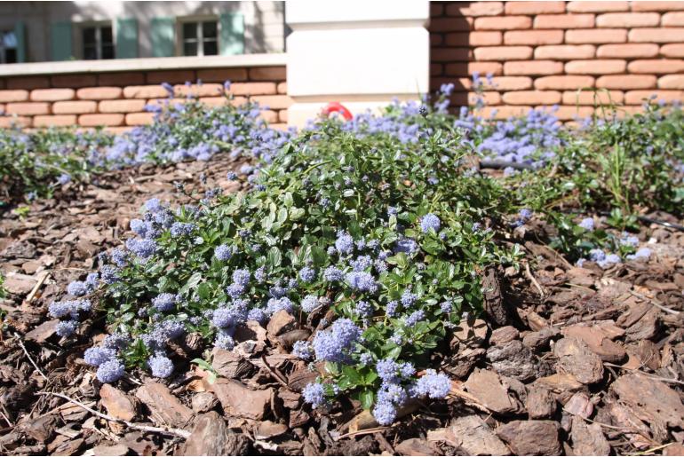 Ceanothus thyrsiflorus 'Repens' -505