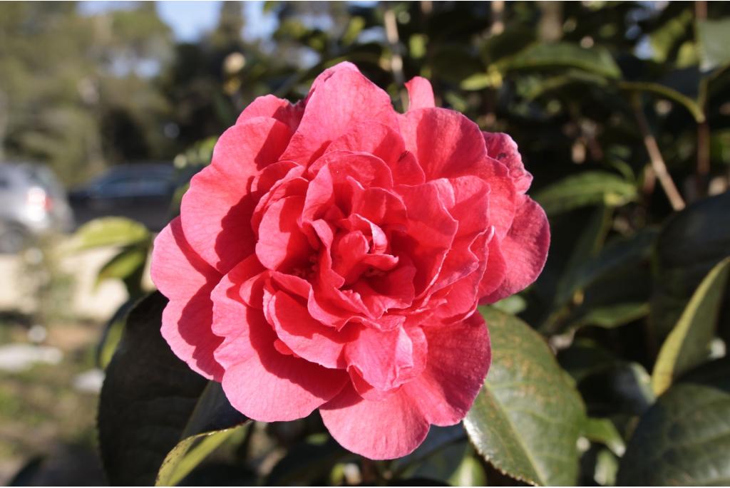 Yunnan Camelia 'Larry Piet'