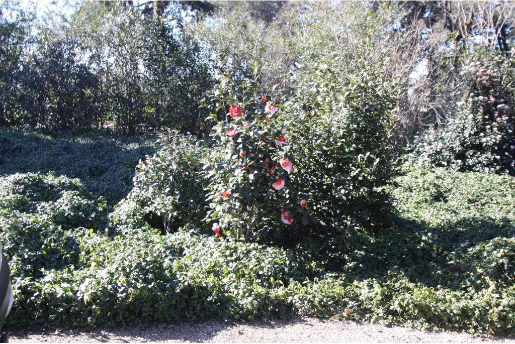 Japanse Camellia 'Alexander Hunter'