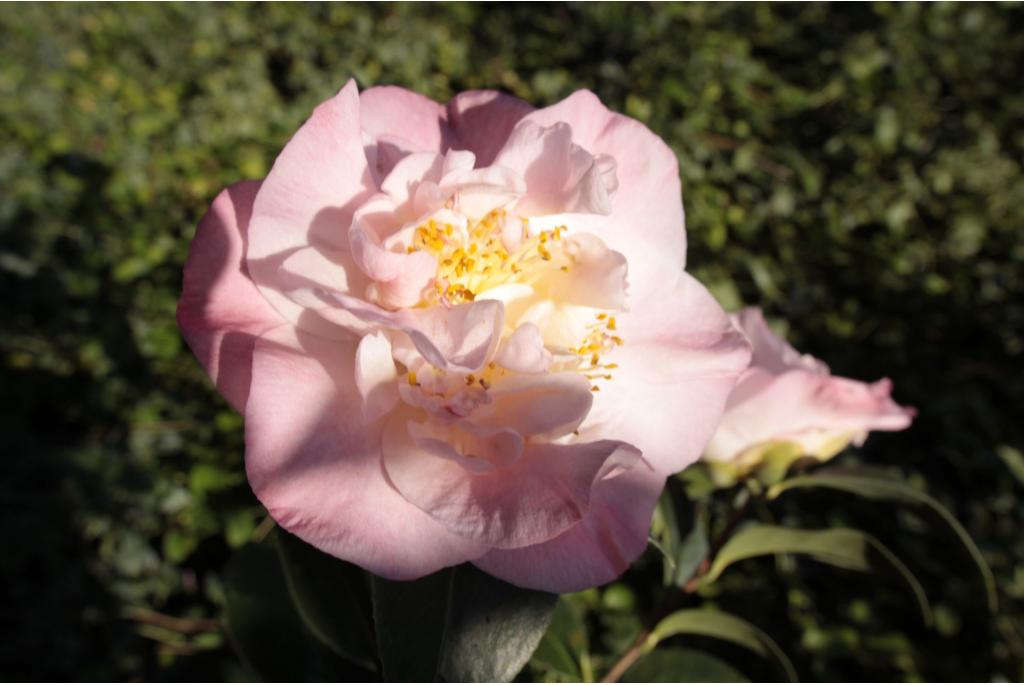 Japanse Camellia 'Amabel Lansdell'