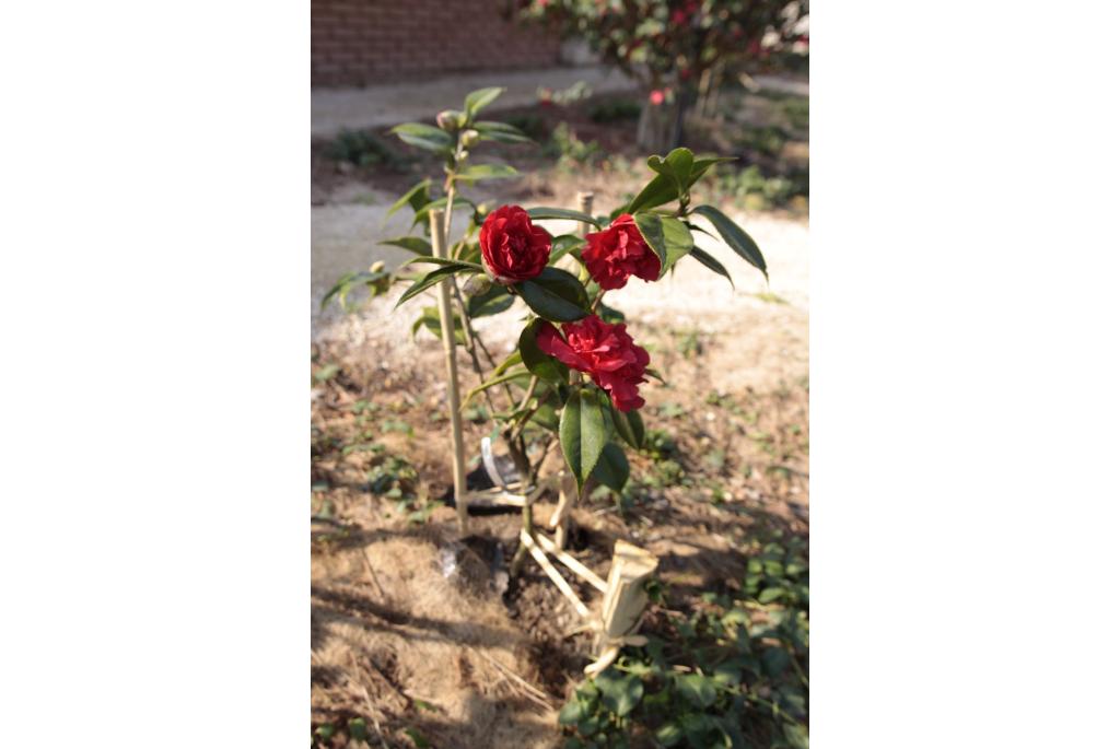 Sneeuw Camelia 'Arajishi'