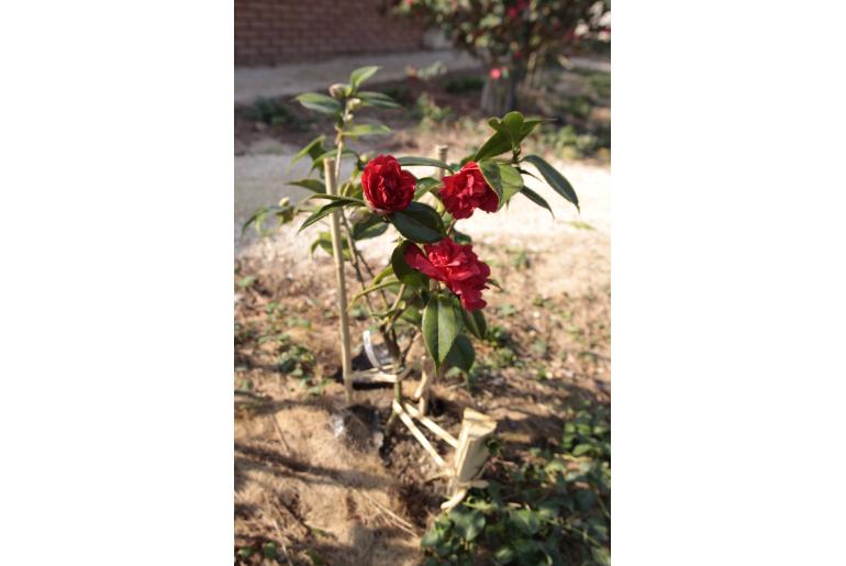 Camellia rusticana 'Arajishi' -512