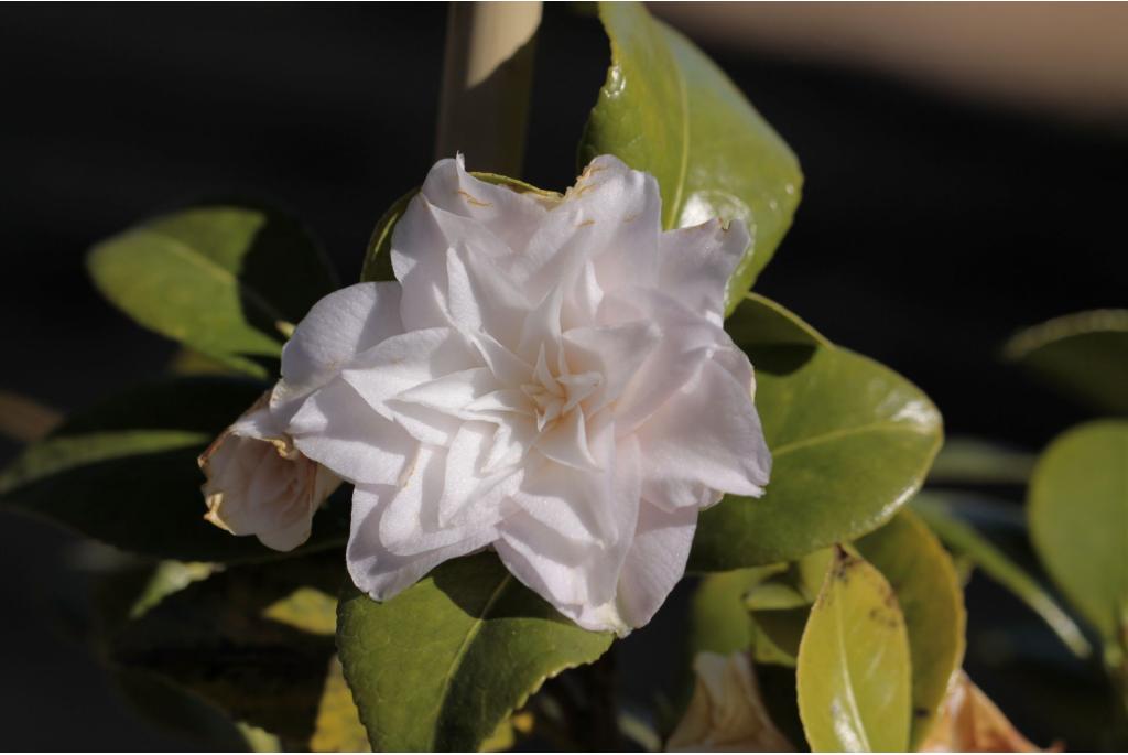 Japanse Camellia 'Baby Pearl'