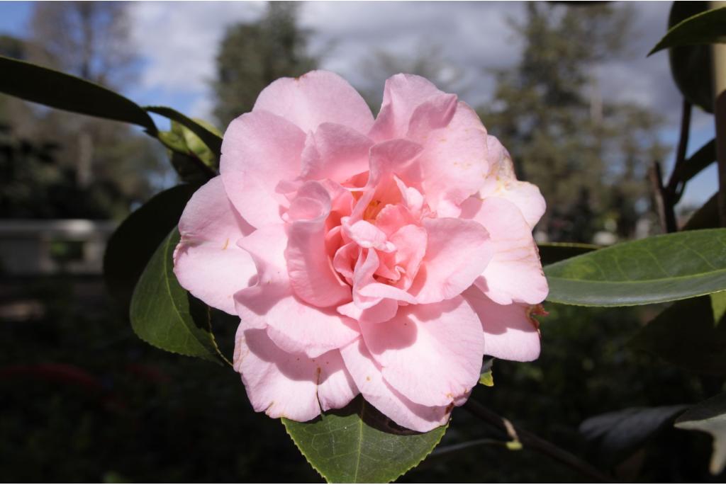 Japanse Camellia 'Betty Sheffield Coral'