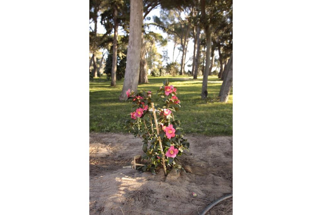 Japanse Camellia 'Alain Barbe-Torte'