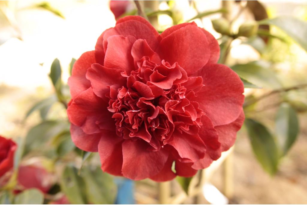 Japanse Camellia 'Black Majic'