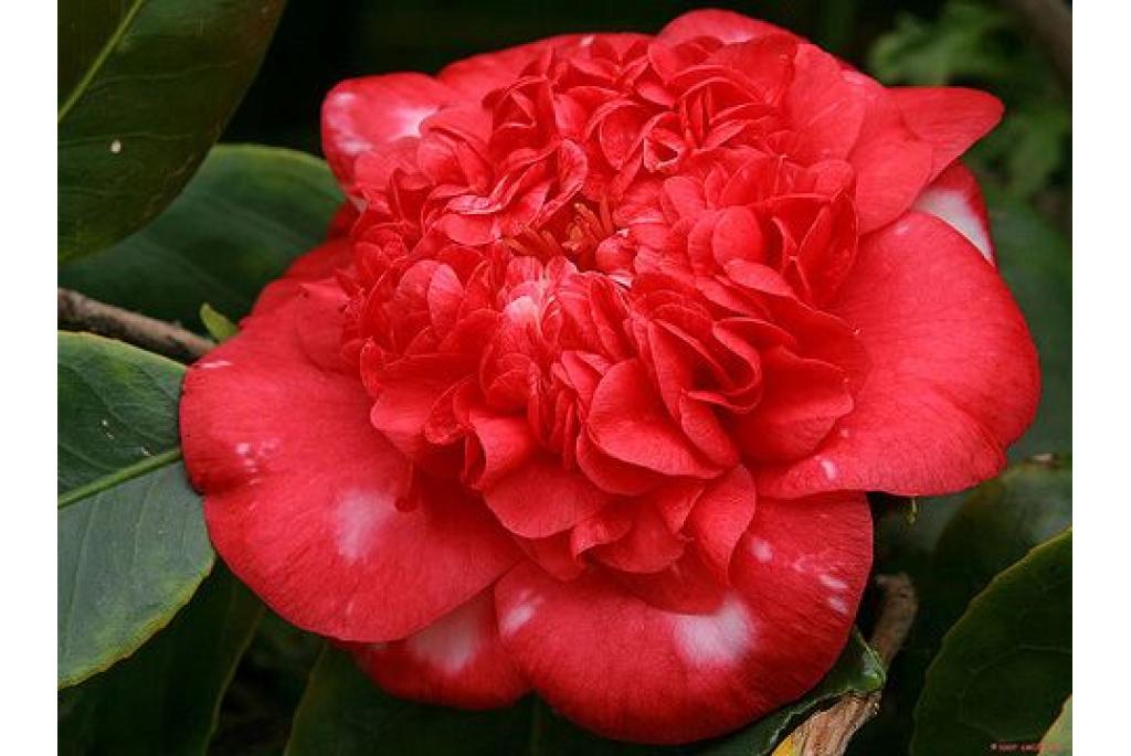 Japanse Camellia 'Gigantea'