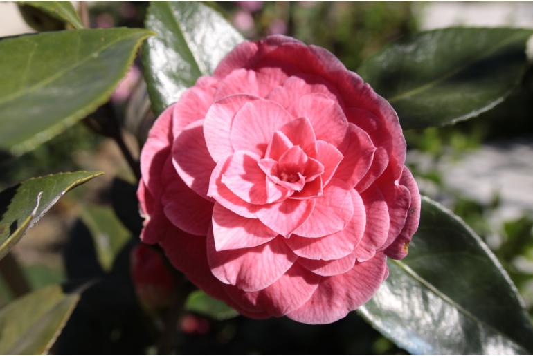 Camellia japonica 'Preston Rose' -524