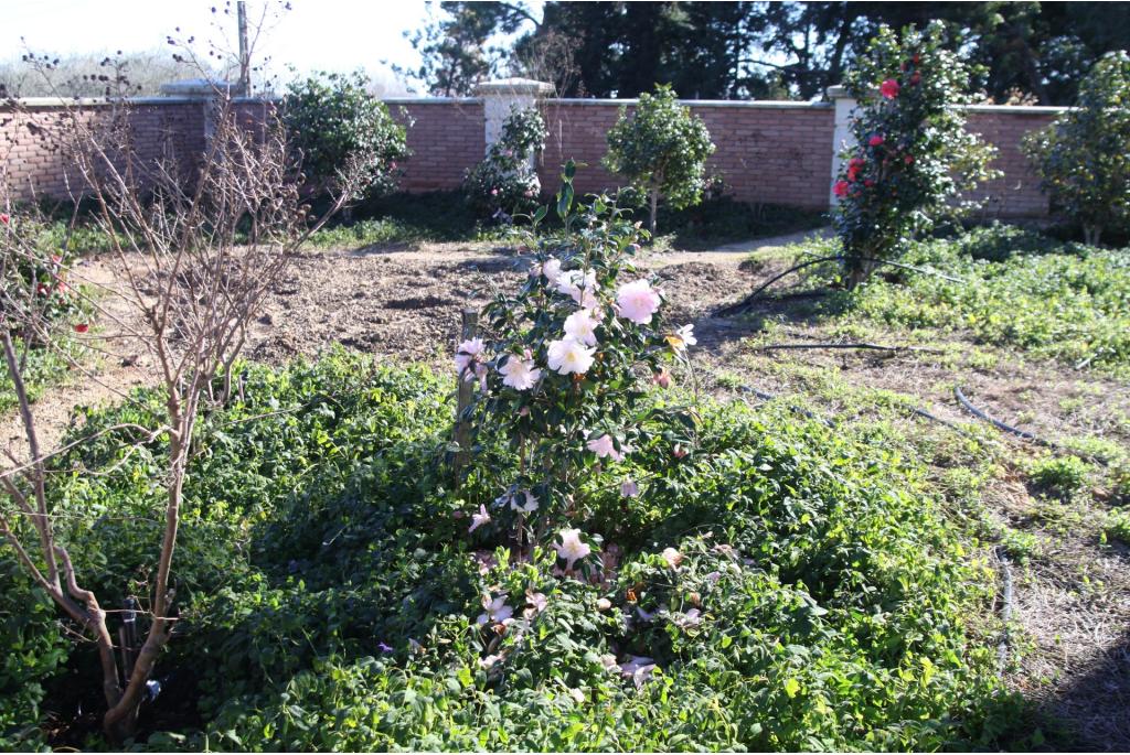 Camelia 'Star Above Star'