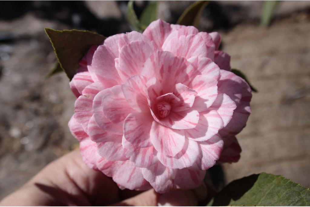 Japanse Camellia 'Campari'