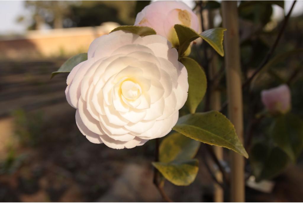 Camelia 'Galaxie'