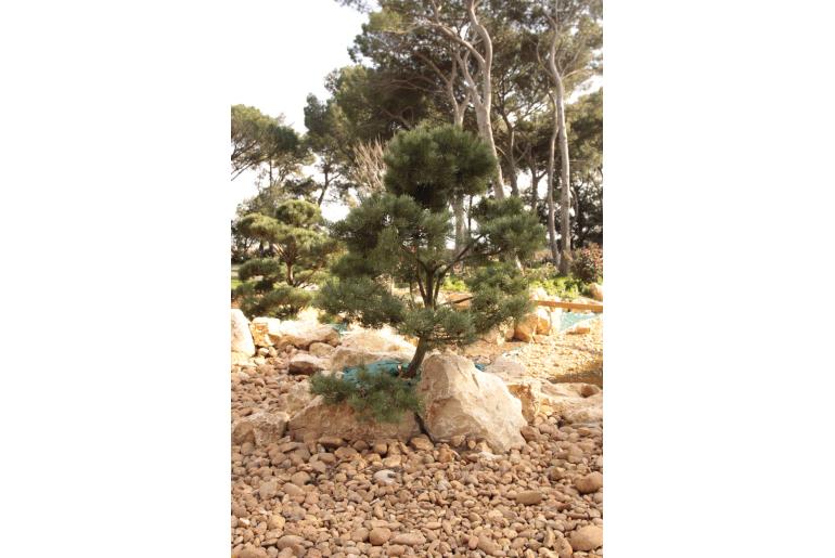 Pinus sylvestris 'Norske typ' -535