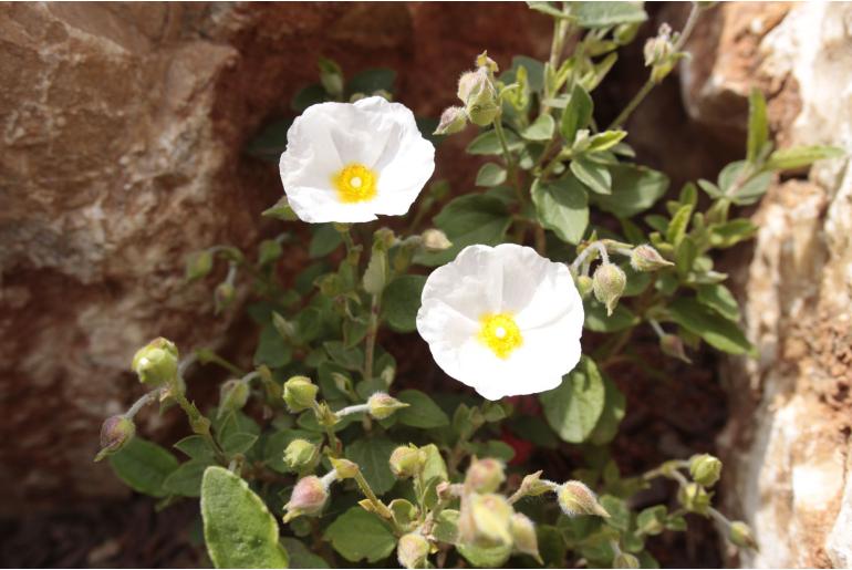 Cistus x costei -538