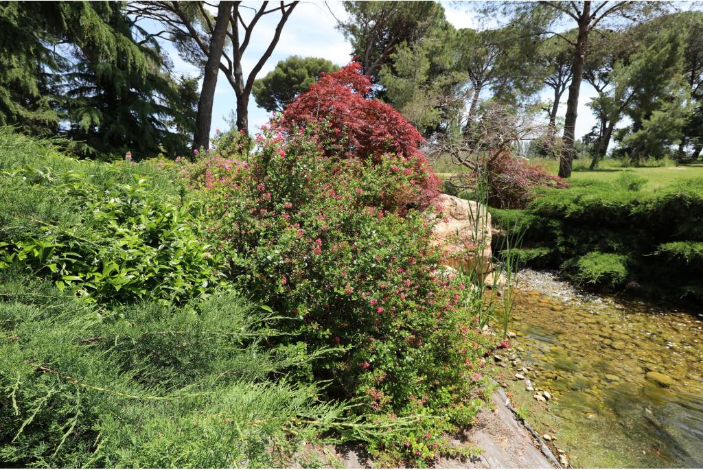 Escallonia 'Red Dream'