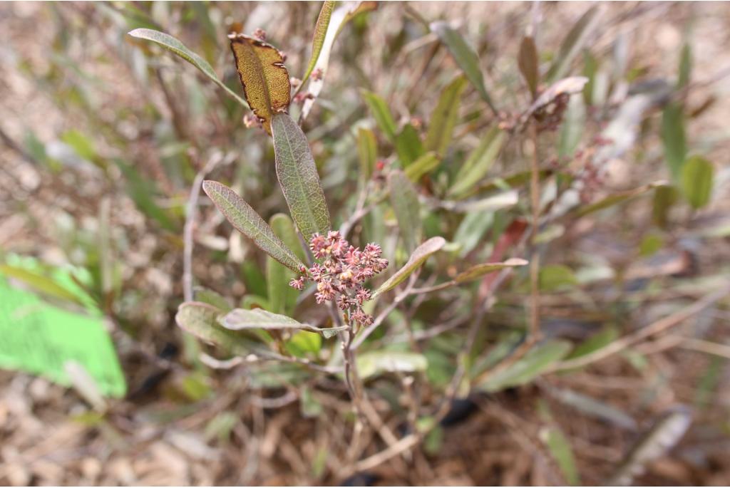 Hopstruik 'Purpurea'