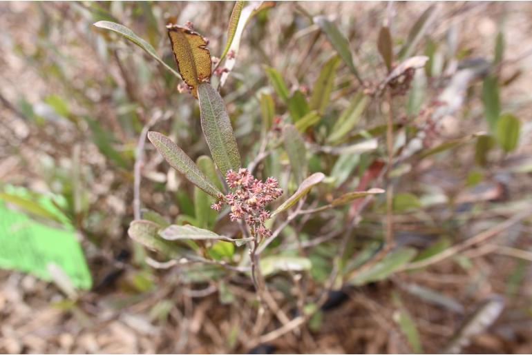 Dodonaea viscosa 'Purpurea' -547