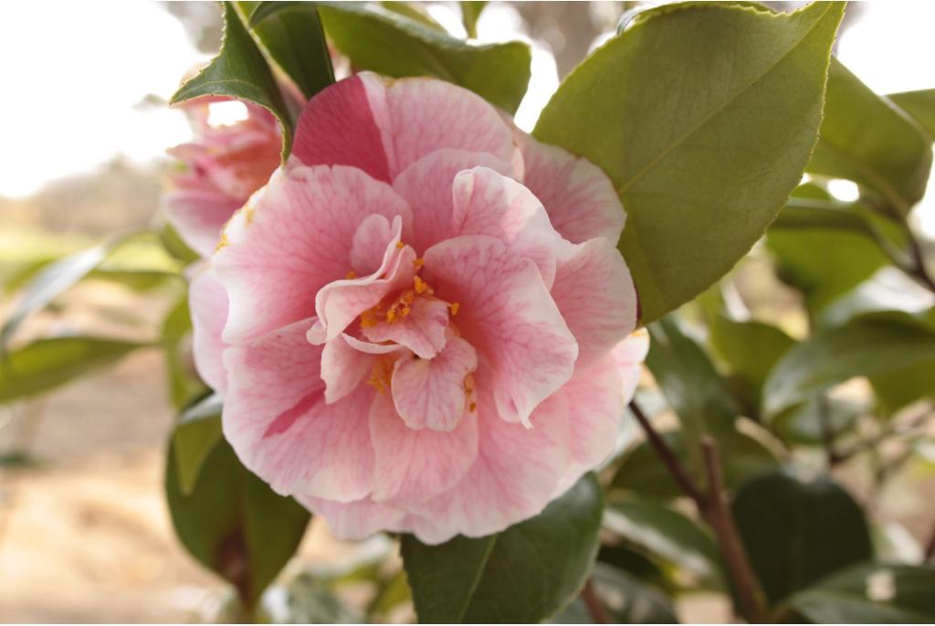 Japanse Camellia 'Carol Lynn'