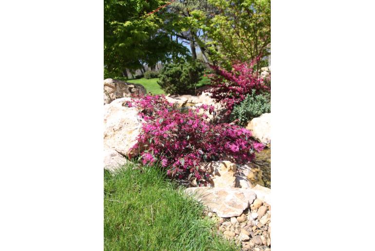 Loropetalum chinense 'Ming Dynasty' -561