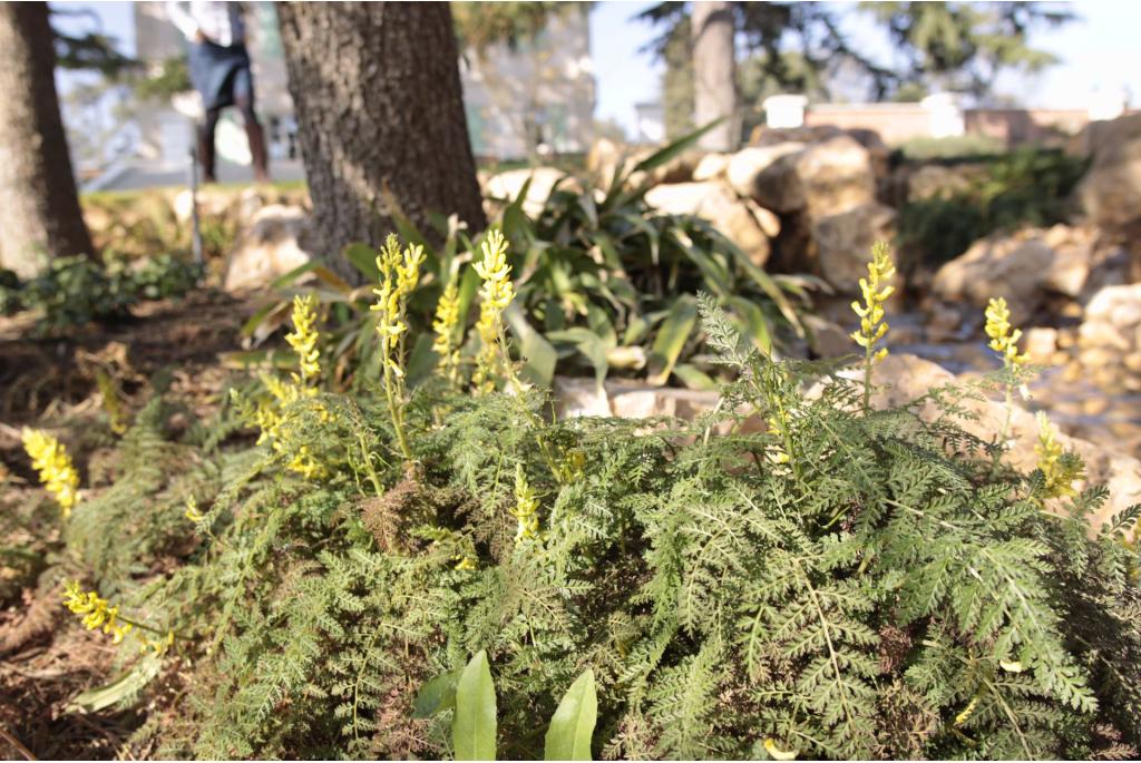 Varenblad corydalis