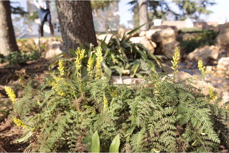 Corydalis cheilanthifolia -564