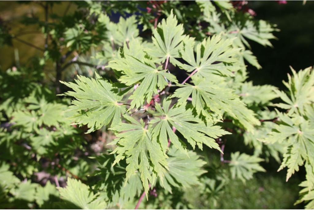 Esdoorn 'Aconitifolium'