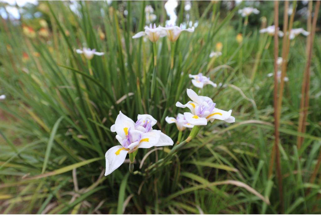 Grote wilde iris