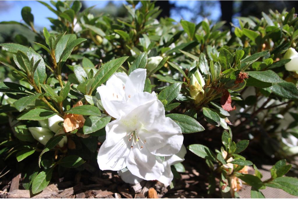 Japanse azalea 'Dai-Setsu-Zan'