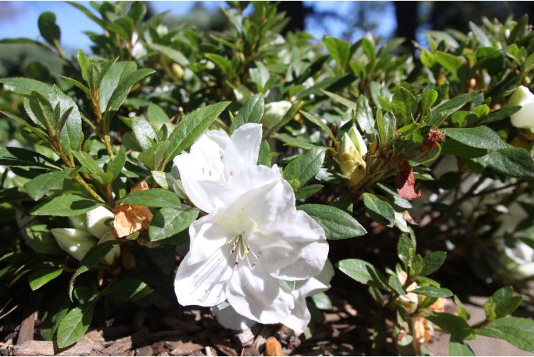 Azalea japonica 'Dai-Setsu-Zan' -603