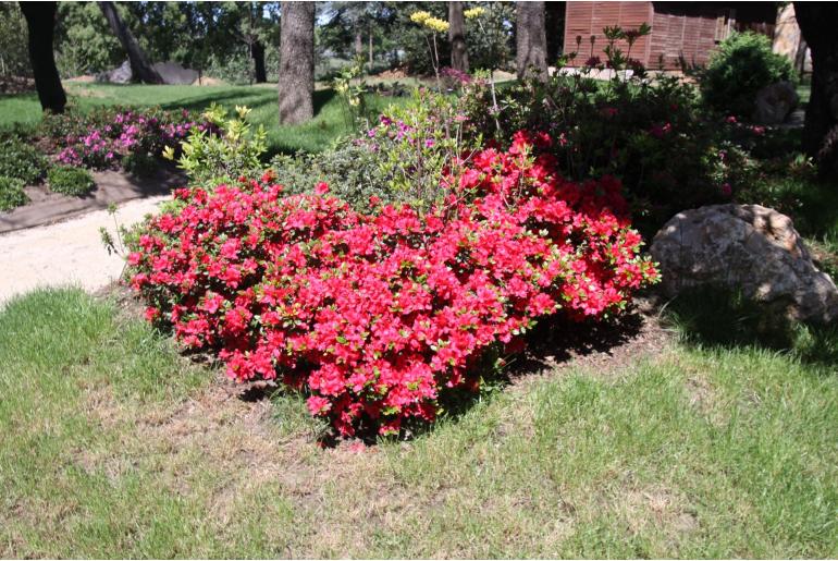 Azalea japonica 'Johanna' -605