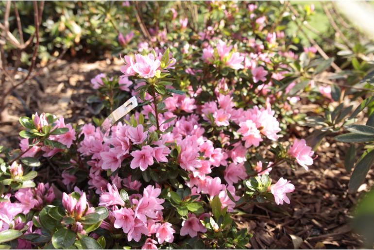 Azalea japonica 'Kirin' -606