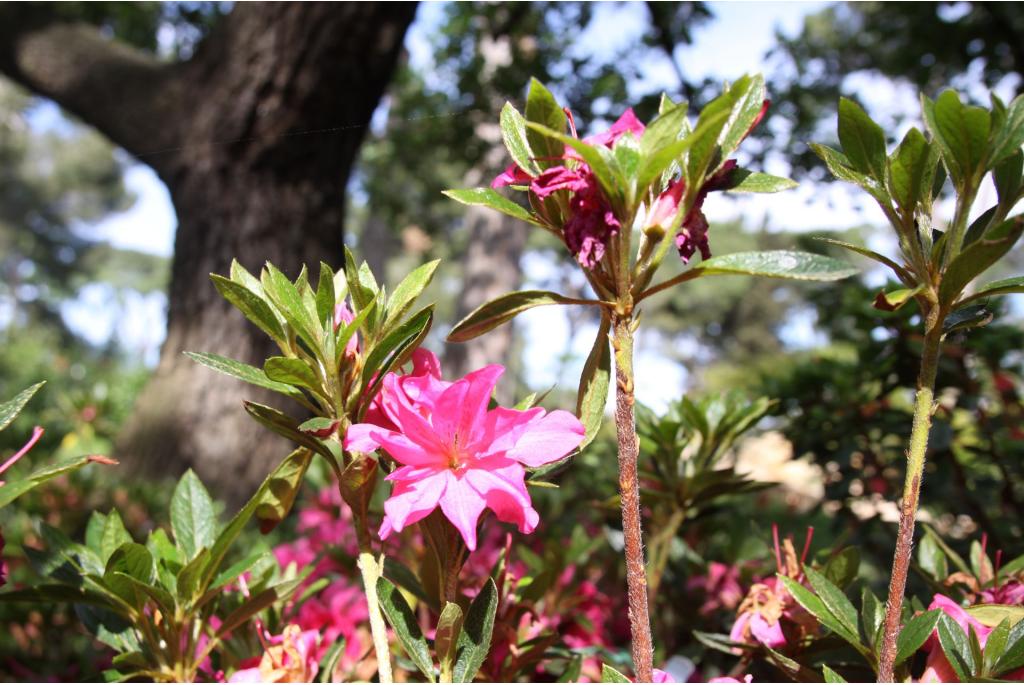 Japanse azalea 'Macrostemon'