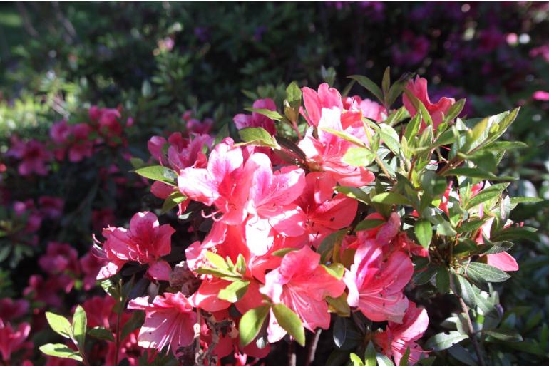 Azalea japonica 'Tamanini' -609